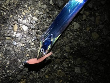 太刀魚のみハマチの姿は無し